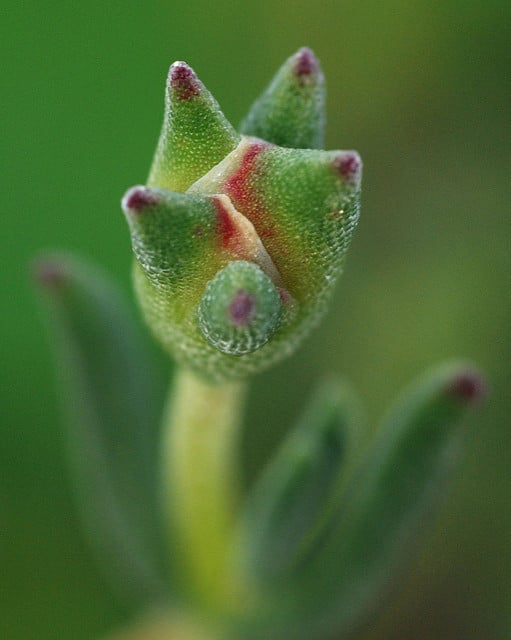Drosanthème