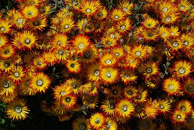 Drosanthème (Drosanthemum micans)
