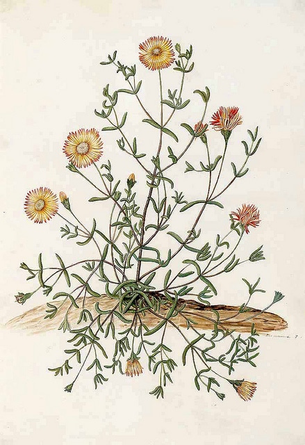 Drosanthemum speciosum