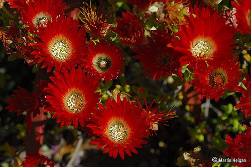 Drosanthemum speciosum