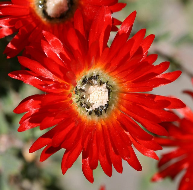 Drosanthemum speciosum