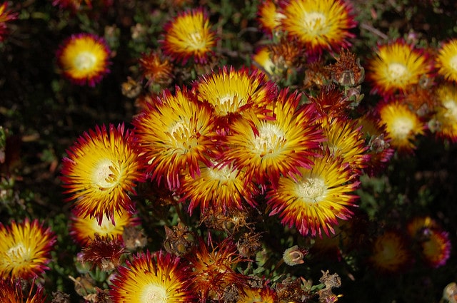 Drosanthemum speciosum