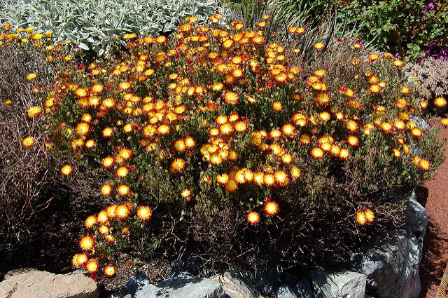 Drosanthemum speciosum