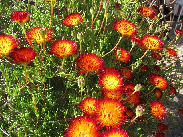 Drosanthemum speciosum