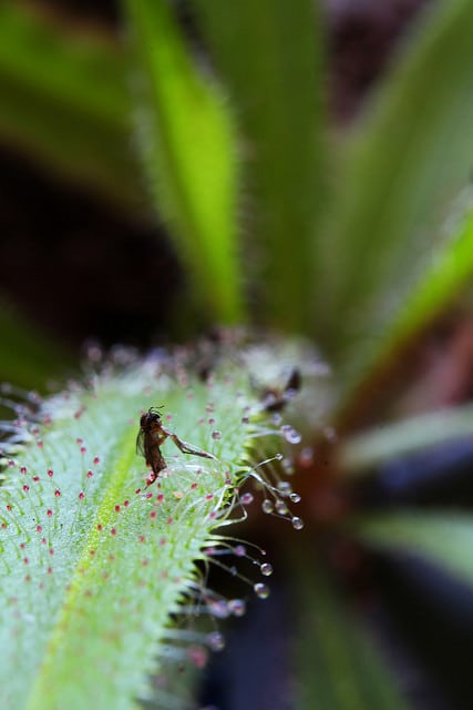 Drosera adelae