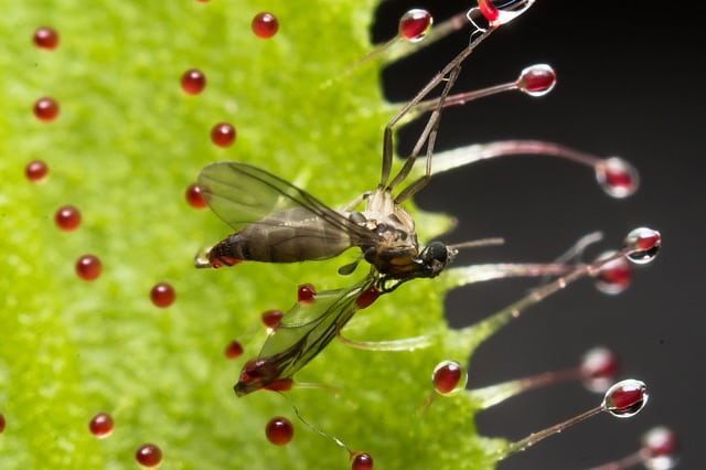 Drosera adelae