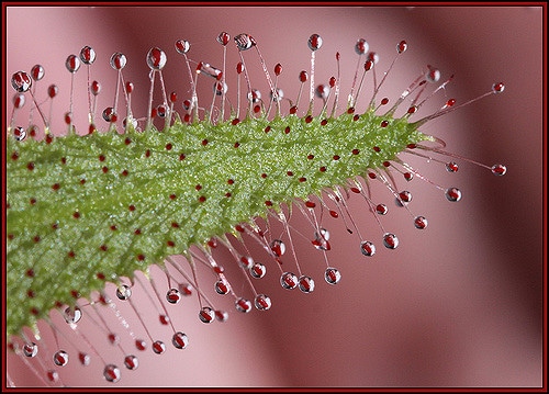 Drosera adelae