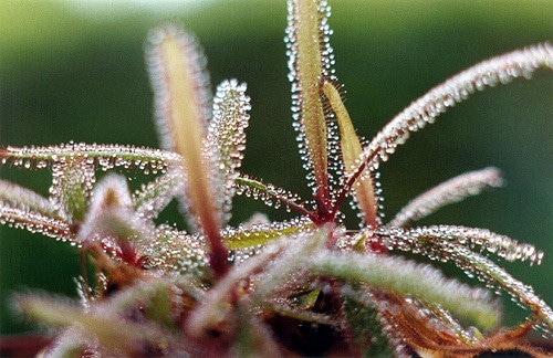 Drosera adelae