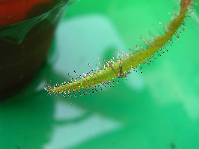 Drosera adelae