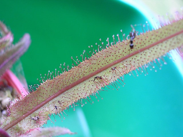 Drosera adelae (Drosera adelae)