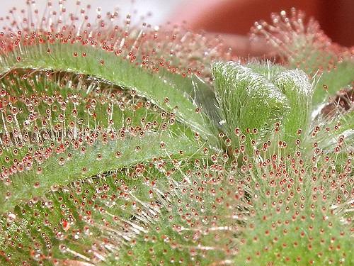 Rossolis d’alice (Drosera aliciae)
