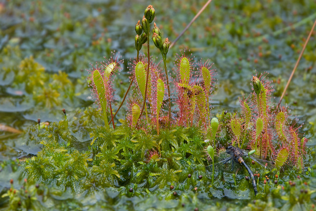 Droséra à longues feuilles (Drosera anglica)