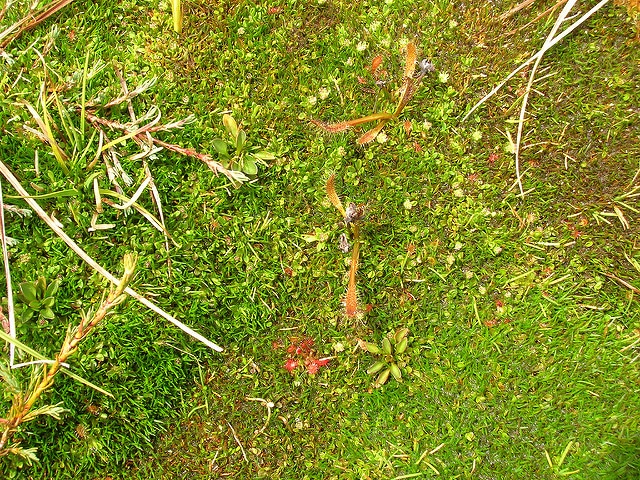 Drosera arcturi (Drosera arcturi)