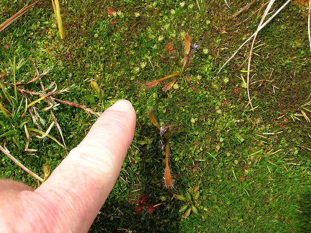 Drosera arcturi