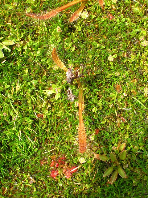 Drosera arcturi