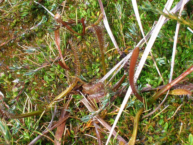 Drosera arcturi
