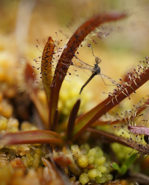 Drosera arcturi