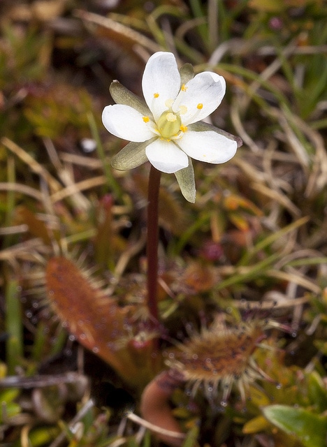 Drosera arcturi