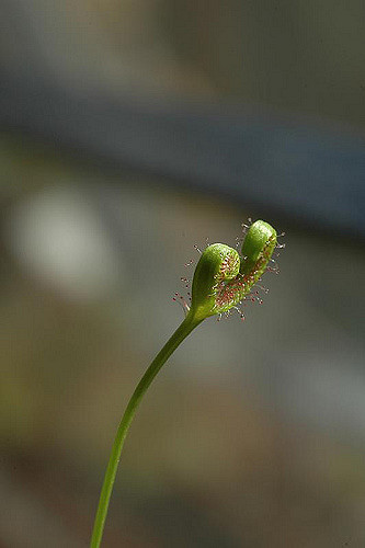 Droséra binata (Drosera binata)