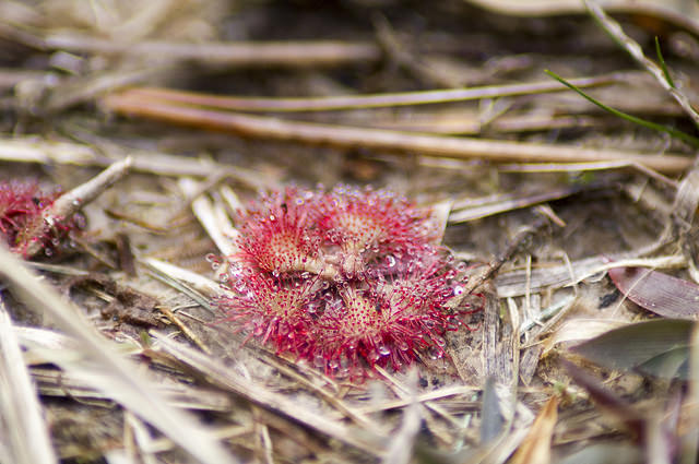 Drosera brevifolia
