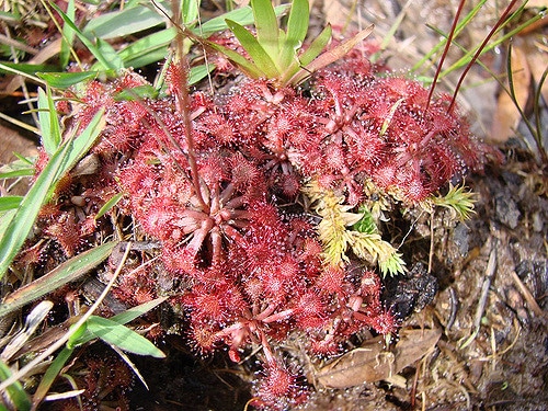 Drosera brevifolia