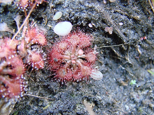Drosera brevifolia