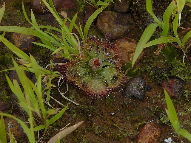 Drosera burmanni