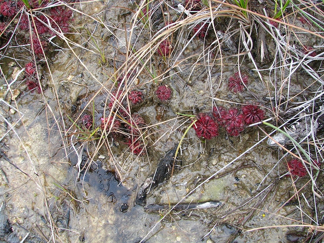 Drosera burmanni