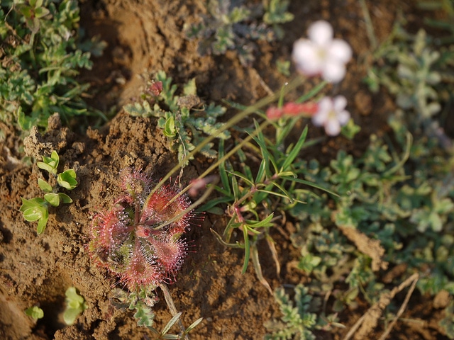 Drosera burmanni