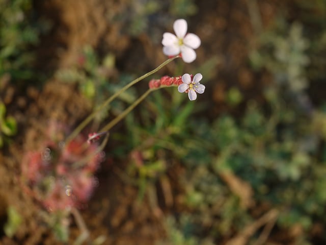 Drosera burmanni