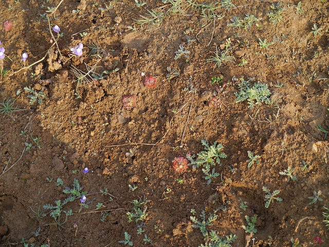 Drosera burmanni