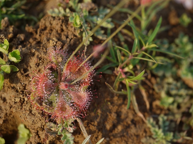 Drosera burmanni
