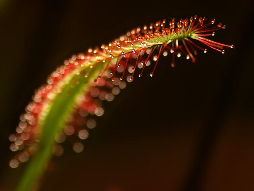 Rossolis du cap (Drosera capensis)