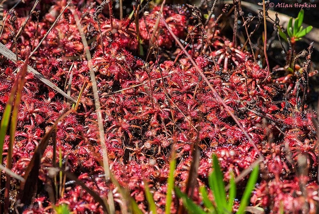 Drosera capillaris (Drosera capillaris)