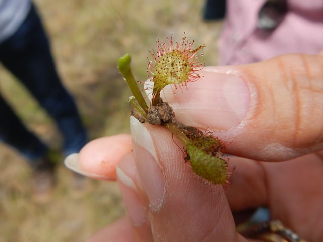 Drosera capillaris