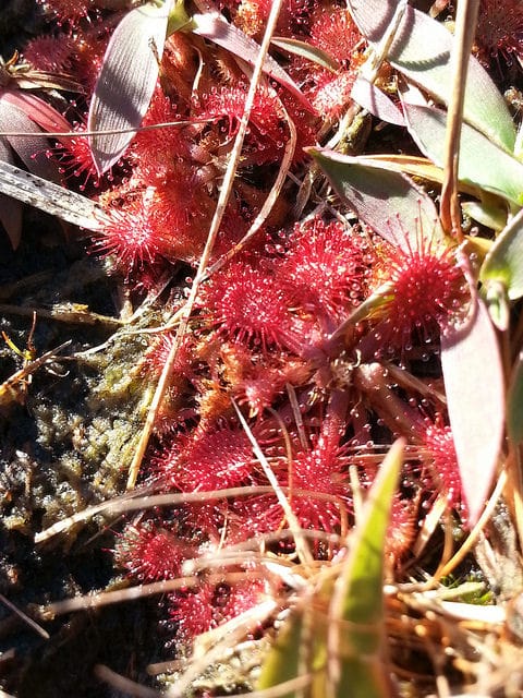 Drosera capillaris