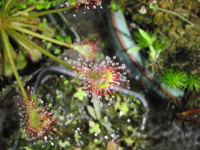 Drosera capillaris