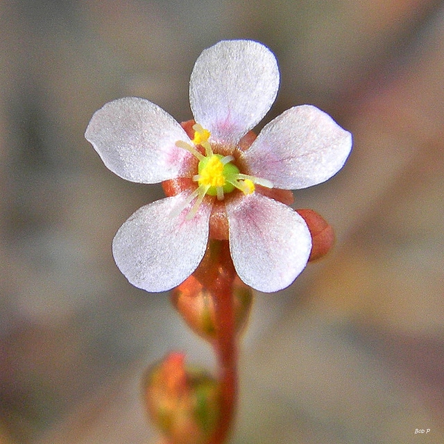 Drosera capillaris