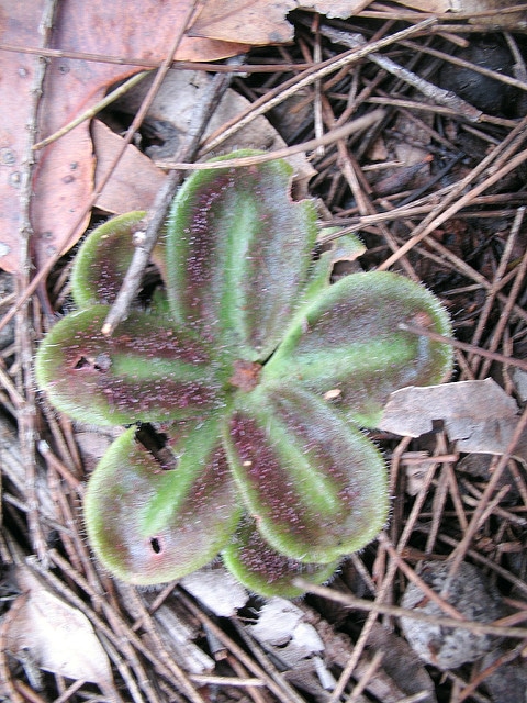 Drosera erythrorhiza