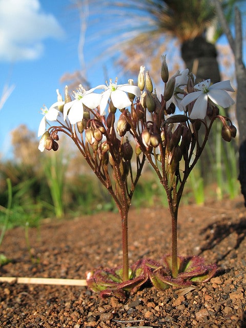 Drosera erythrorhiza