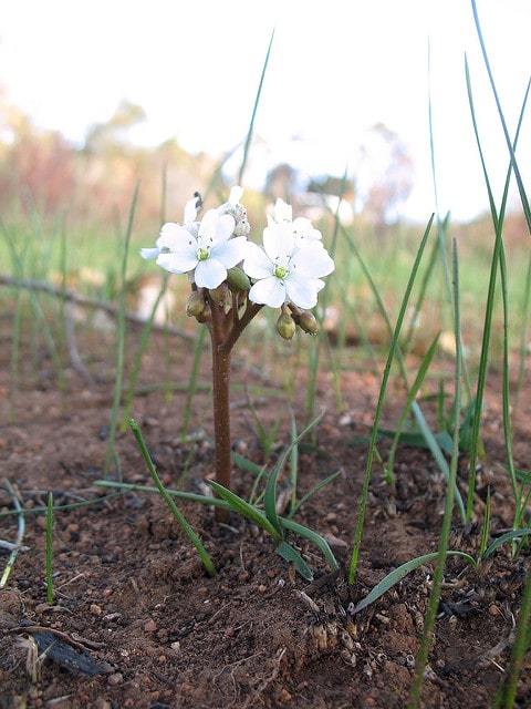 Drosera erythrorhiza