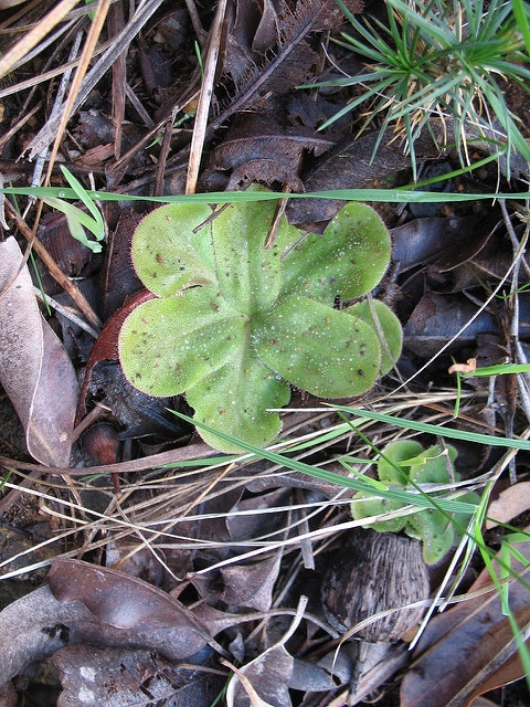 Drosera erythrorhiza
