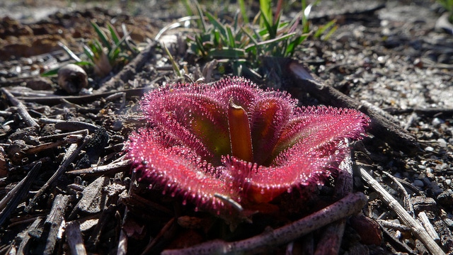 Drosera erythrorhiza