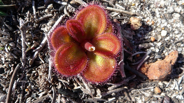 Drosera erythrorhiza (Drosera erythrorhiza)