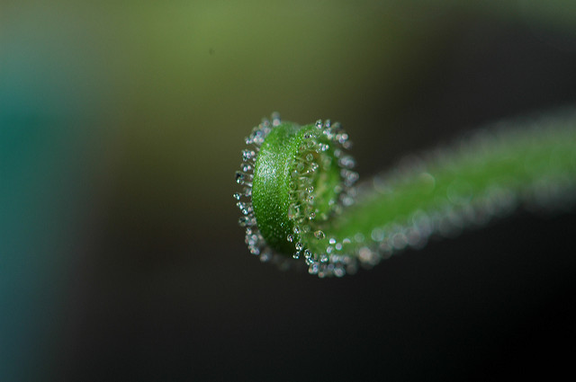 Droséra filiforme