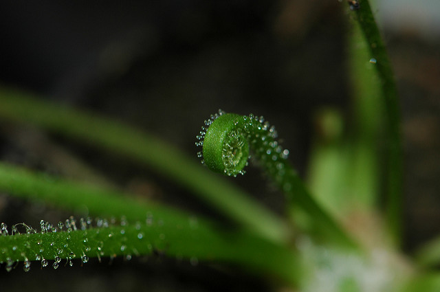 Droséra filiforme