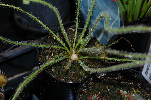 Droséra filiforme
