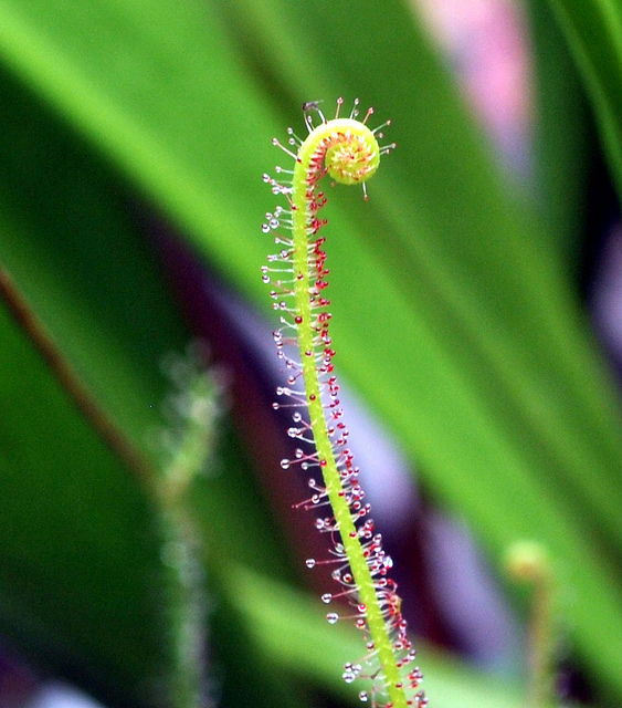 Droséra filiforme