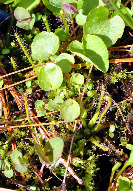 Droséra filiforme