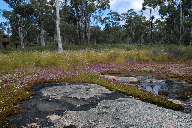 Drosera gigantea